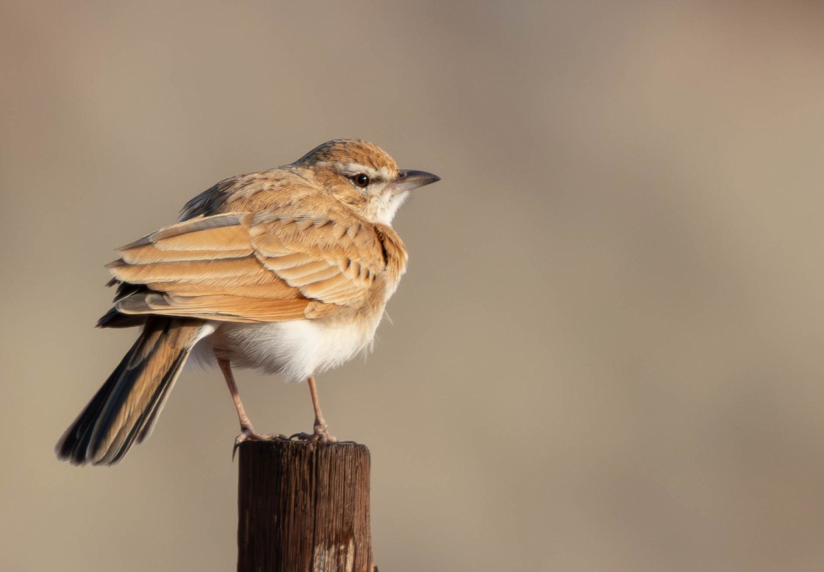 krattlerke (africanoides gr.) - ML641927723