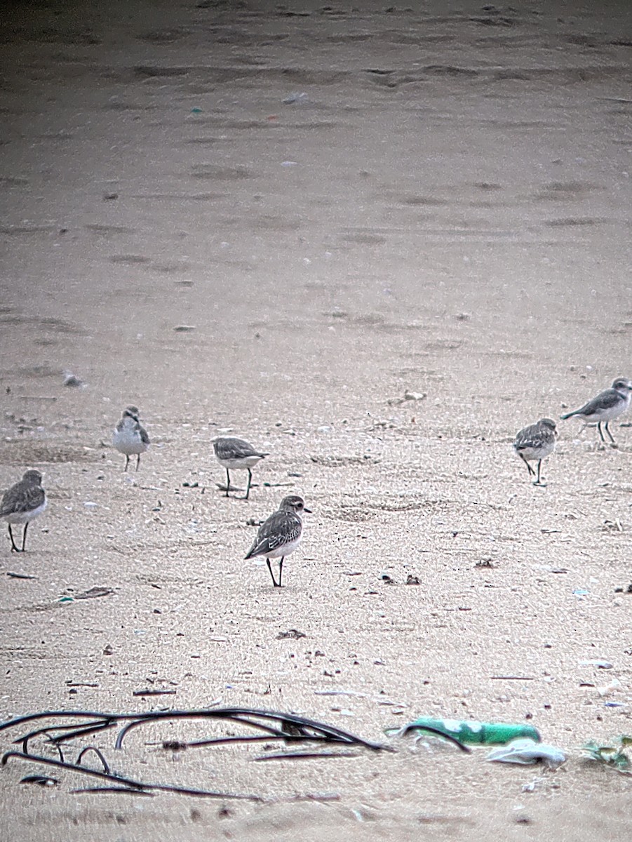 Kentish Plover - ML641927734