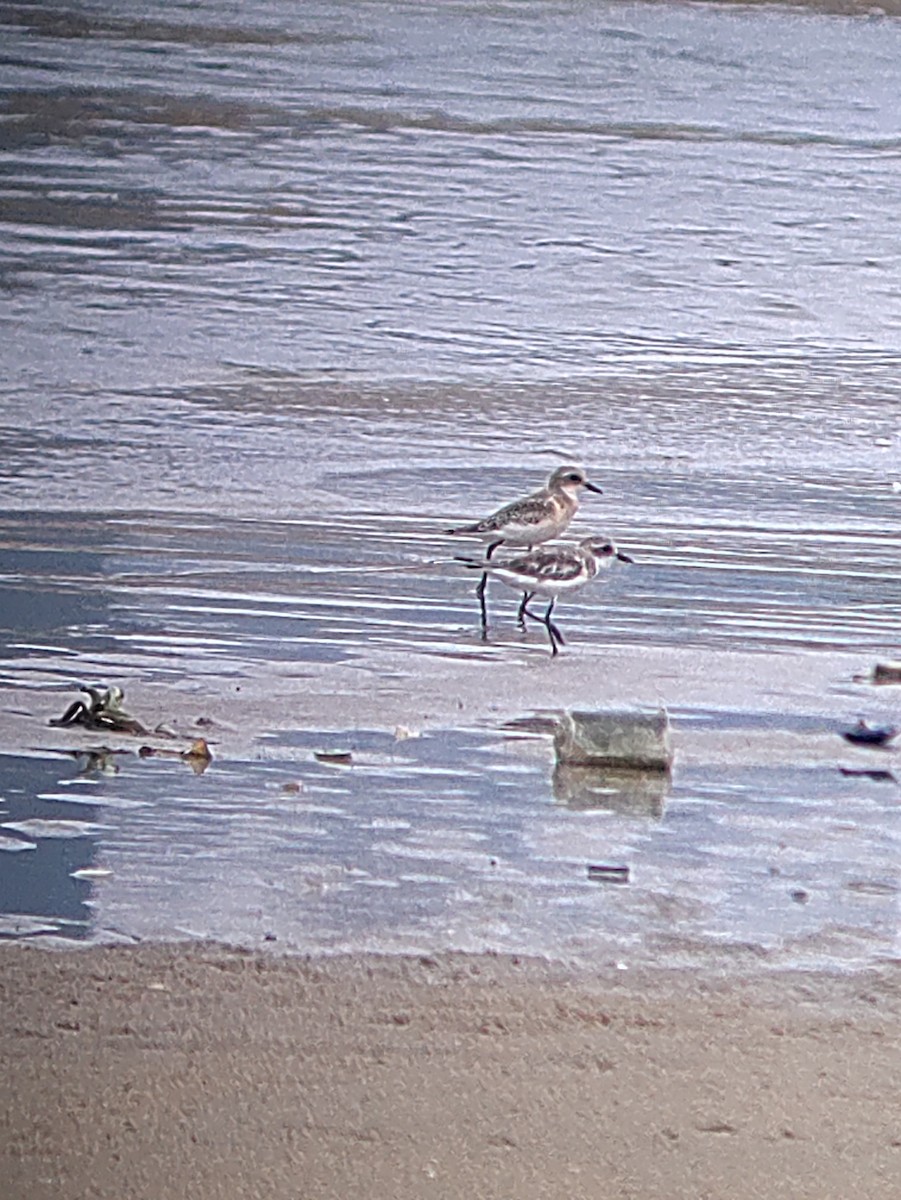 Kentish Plover - ML641927735