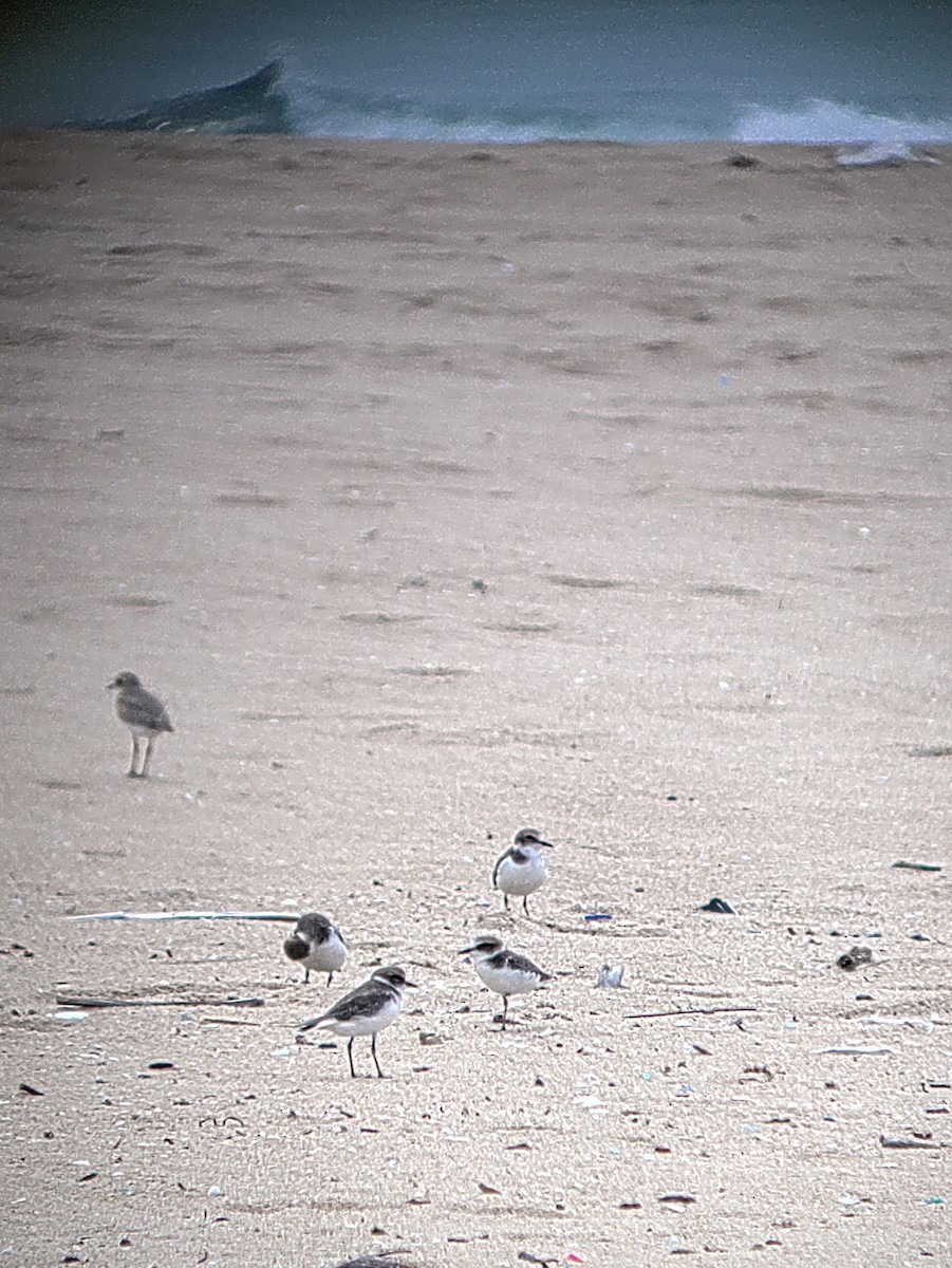 Kentish Plover - ML641927736