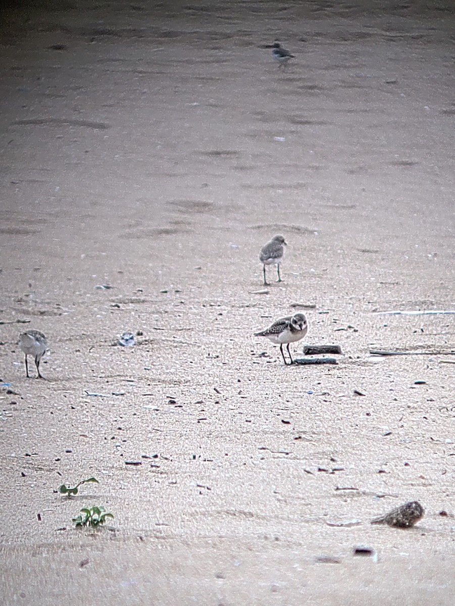 Kentish Plover - ML641927737