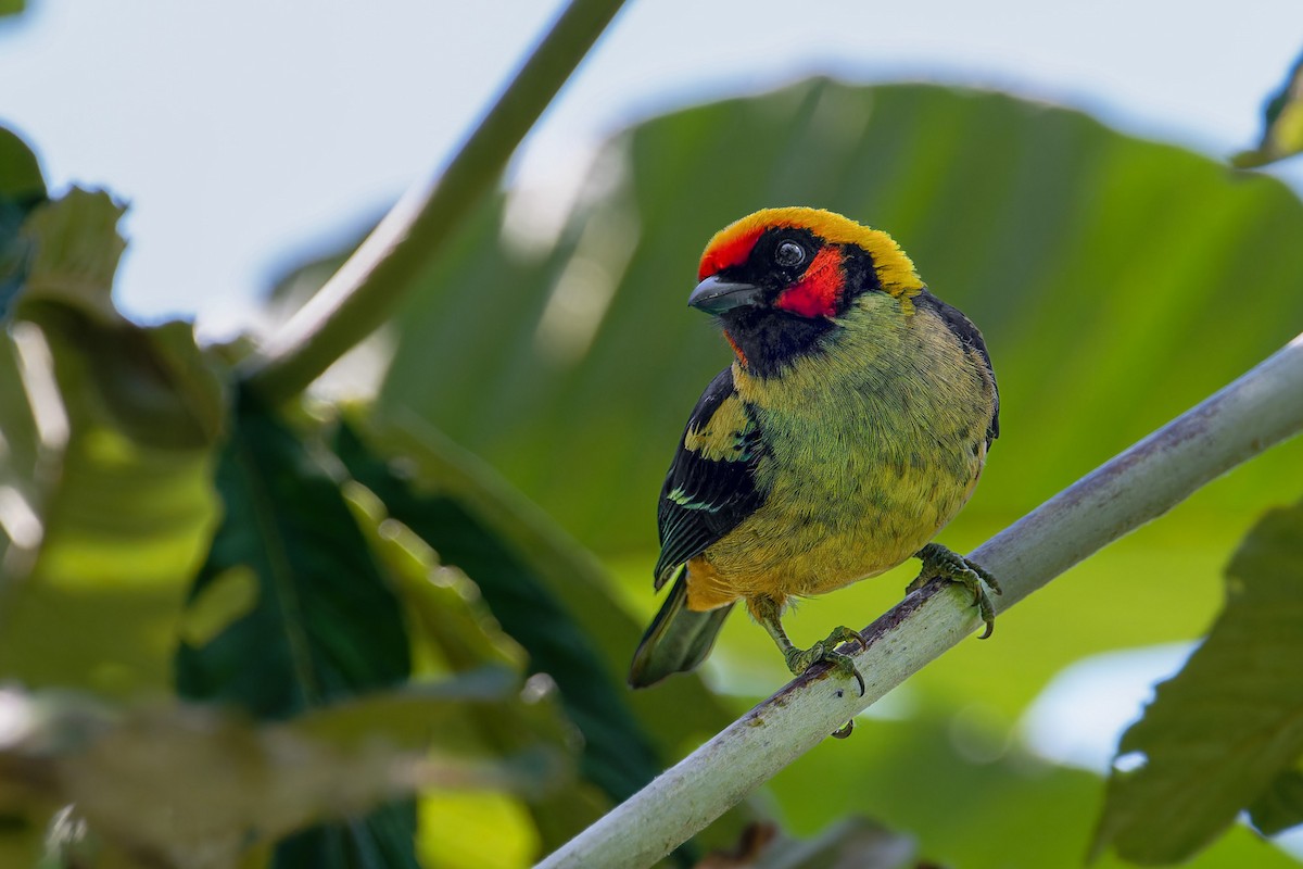 Flame-faced Tanager - ML641927772