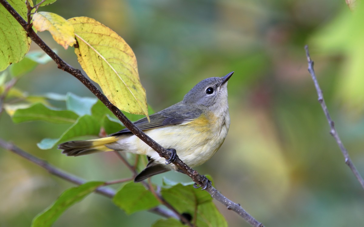 American Redstart - ML641927779