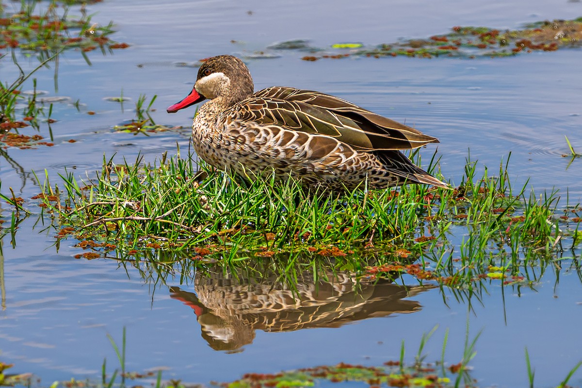 Red-billed Duck - ML641927784