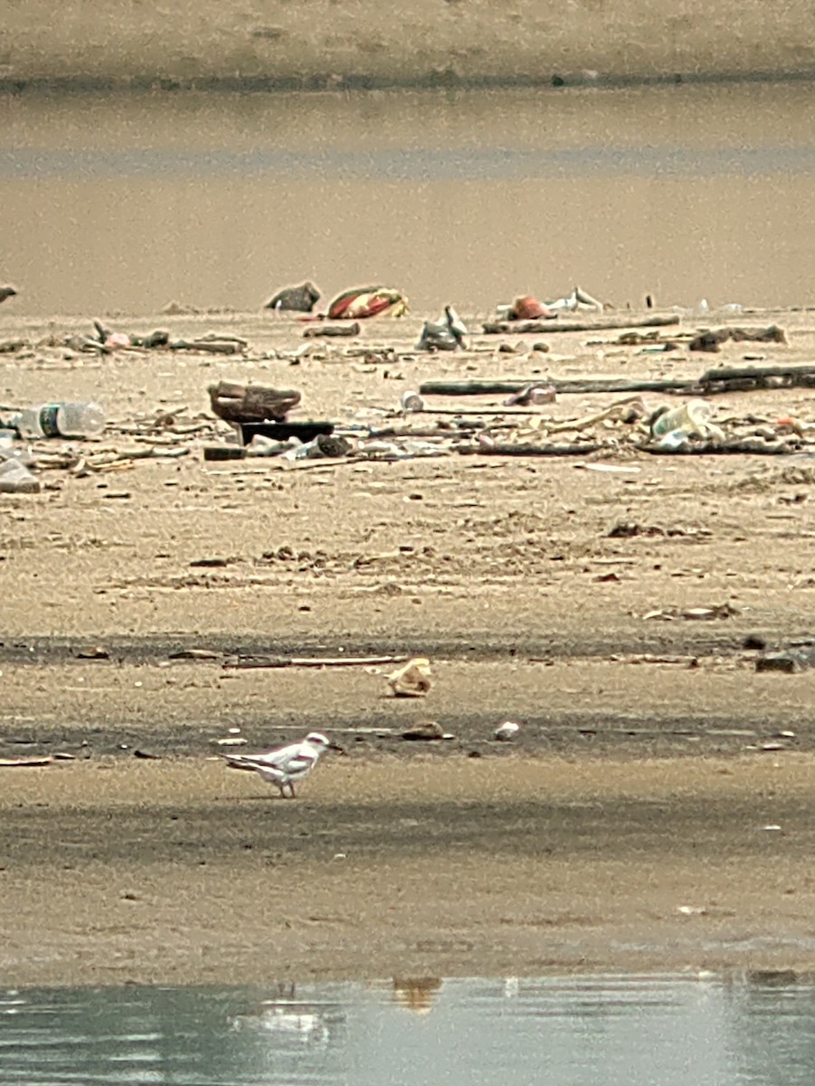 Saunders's Tern - ML641927809