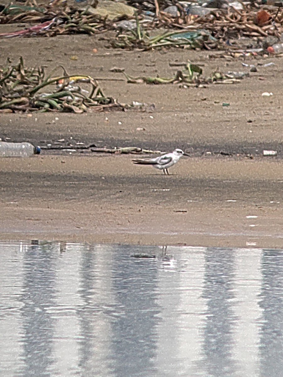 Saunders's Tern - ML641927810