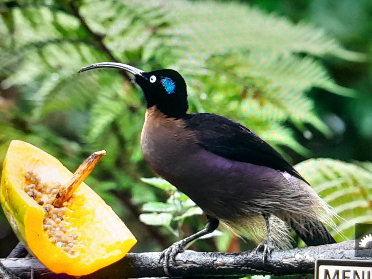 Brown Sicklebill - ML641927815