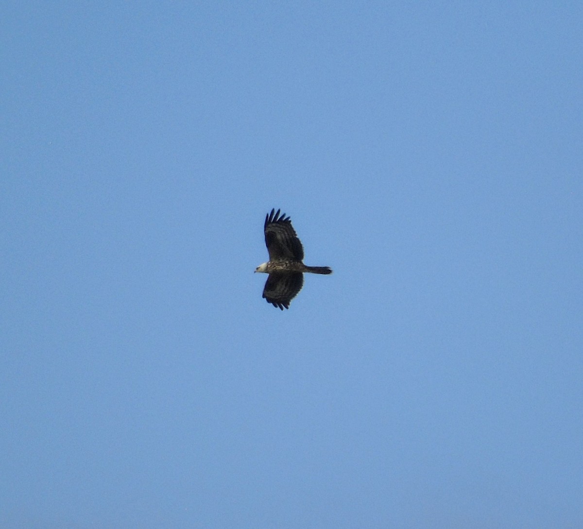 European Honey-buzzard - ML641927819