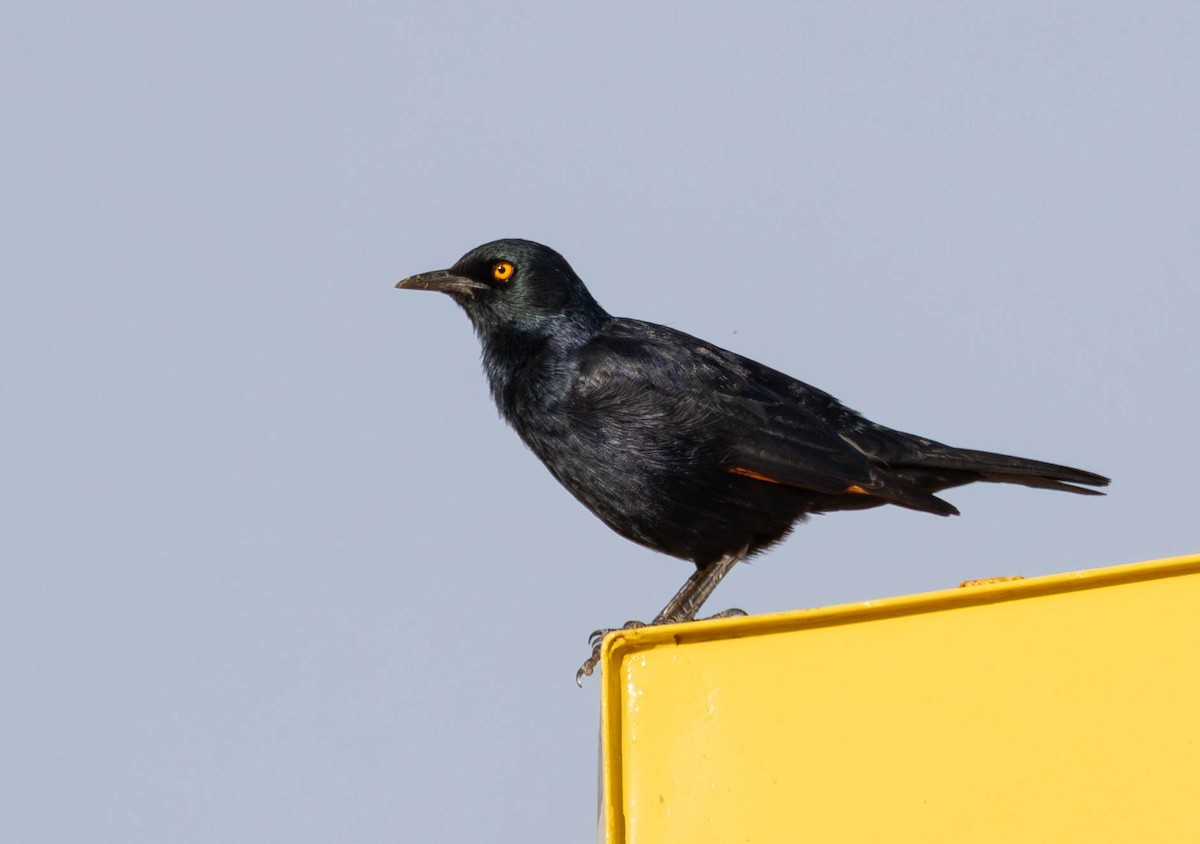 Pale-winged Starling - ML641927822