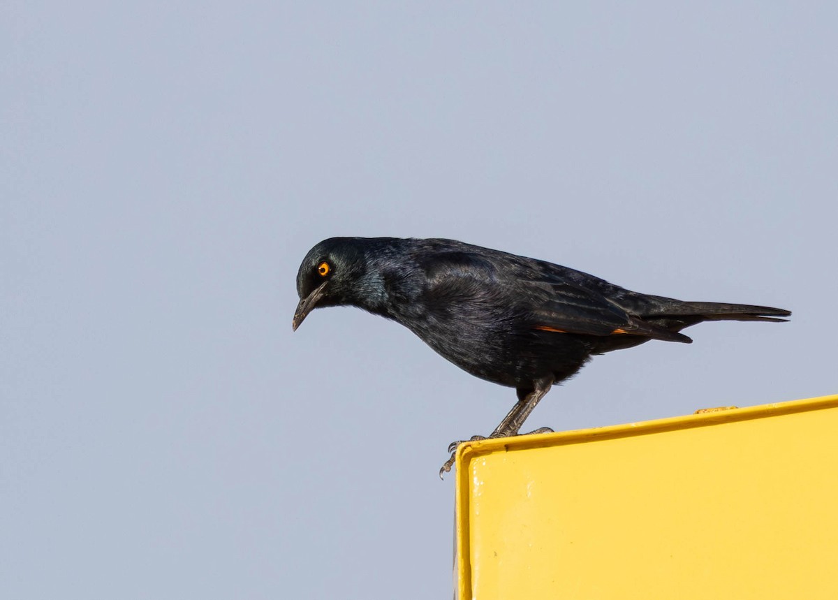 Pale-winged Starling - ML641927823