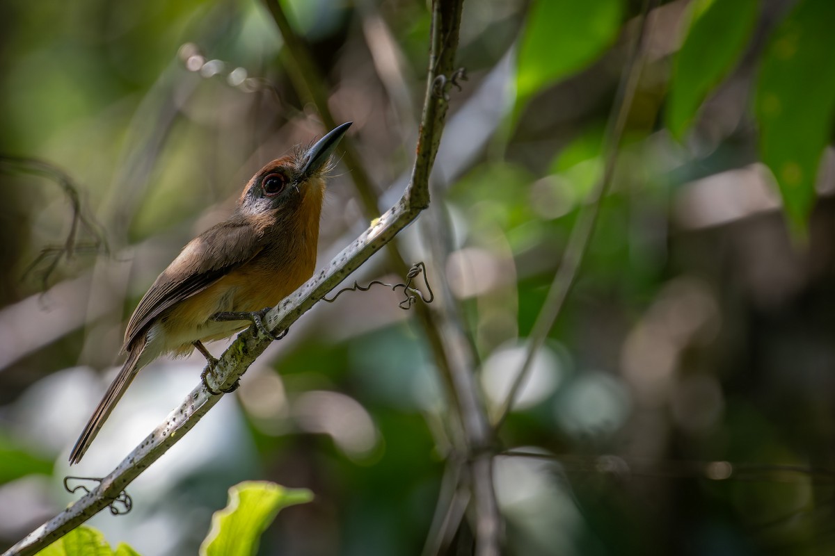 Серощёкая ленивка - ML641927868