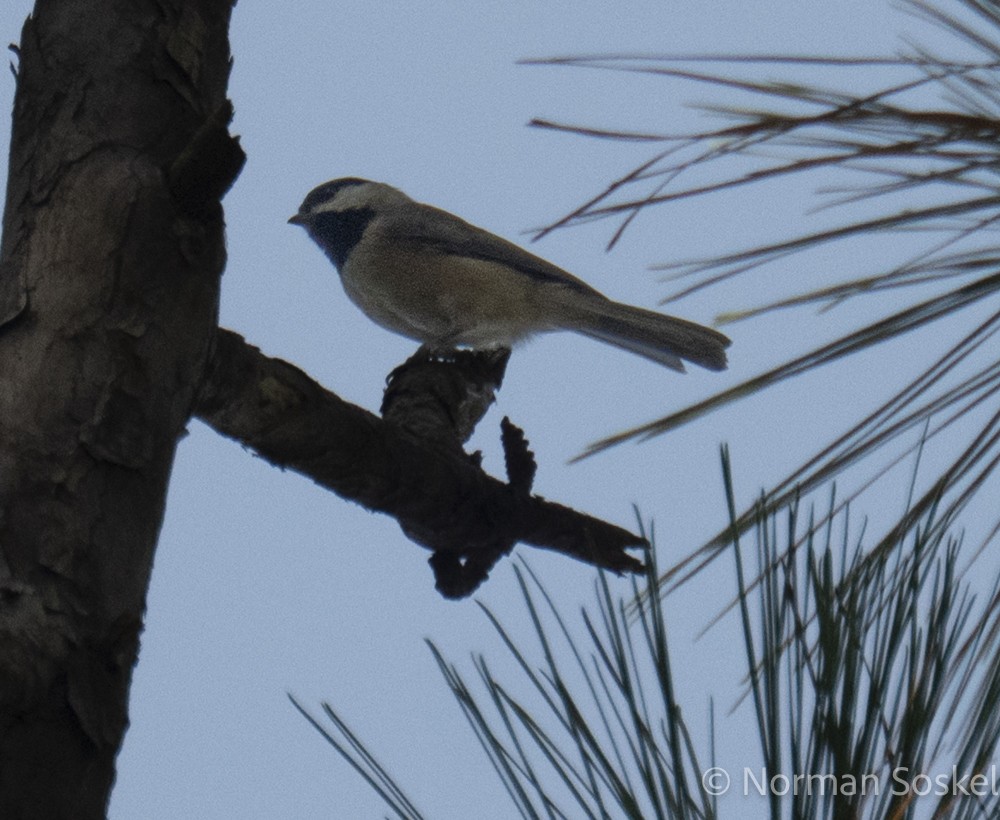 Carolina Chickadee - ML641927889