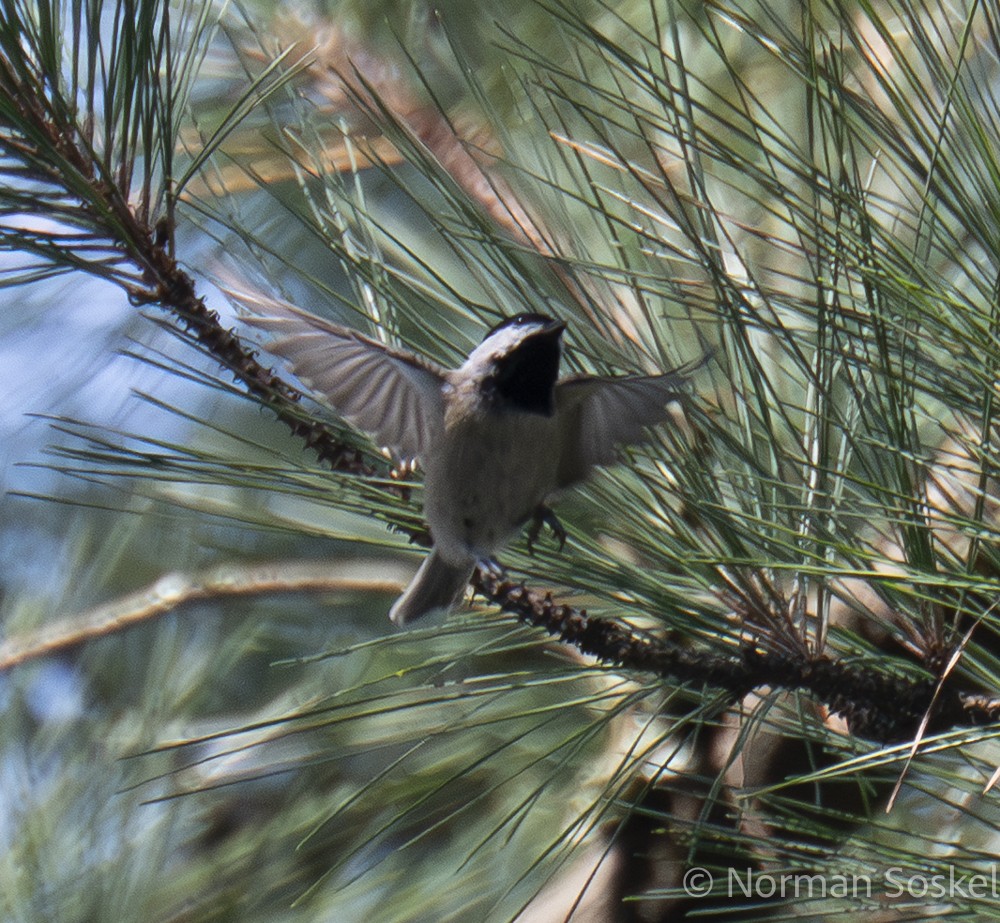 Carolina Chickadee - ML641927890