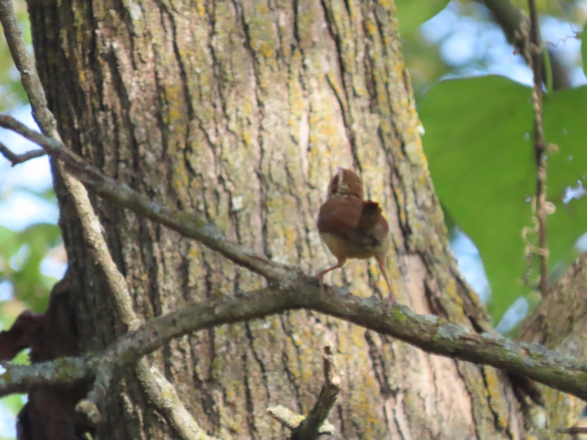 Carolina Wren - ML641927899