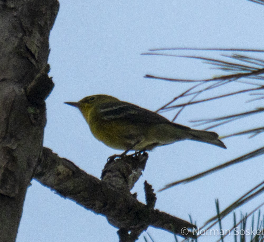 Pine Warbler - ML641927904