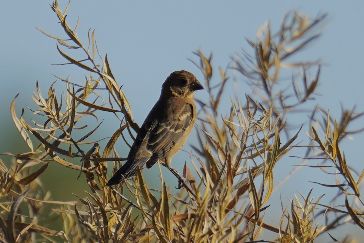 Blue Grosbeak - ML641927912