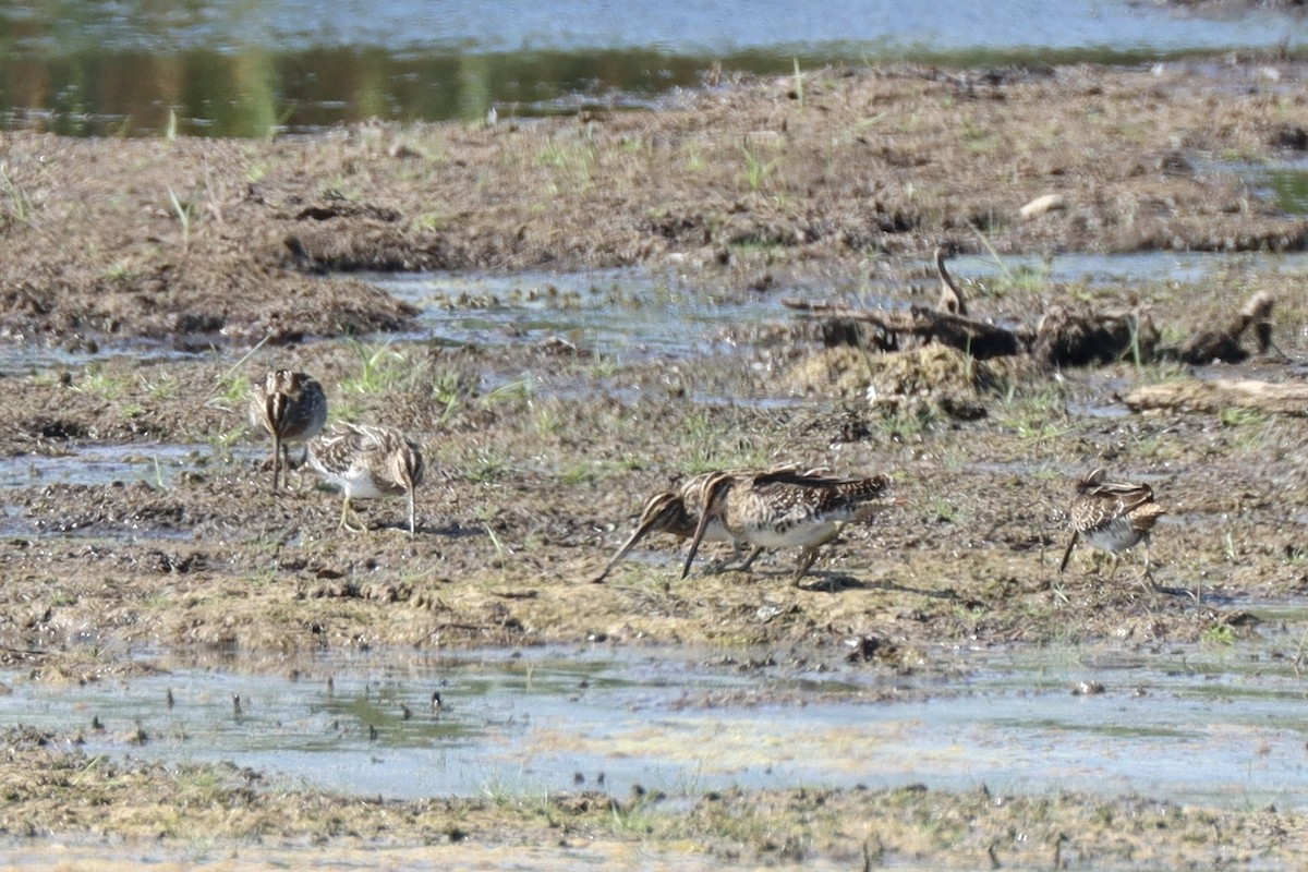 Wilson's Snipe - ML641927921