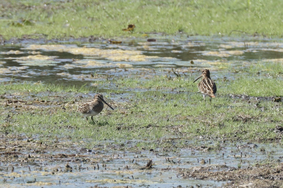 Wilson's Snipe - ML641927922