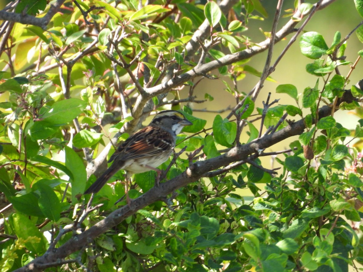 White-throated Sparrow - ML641927932