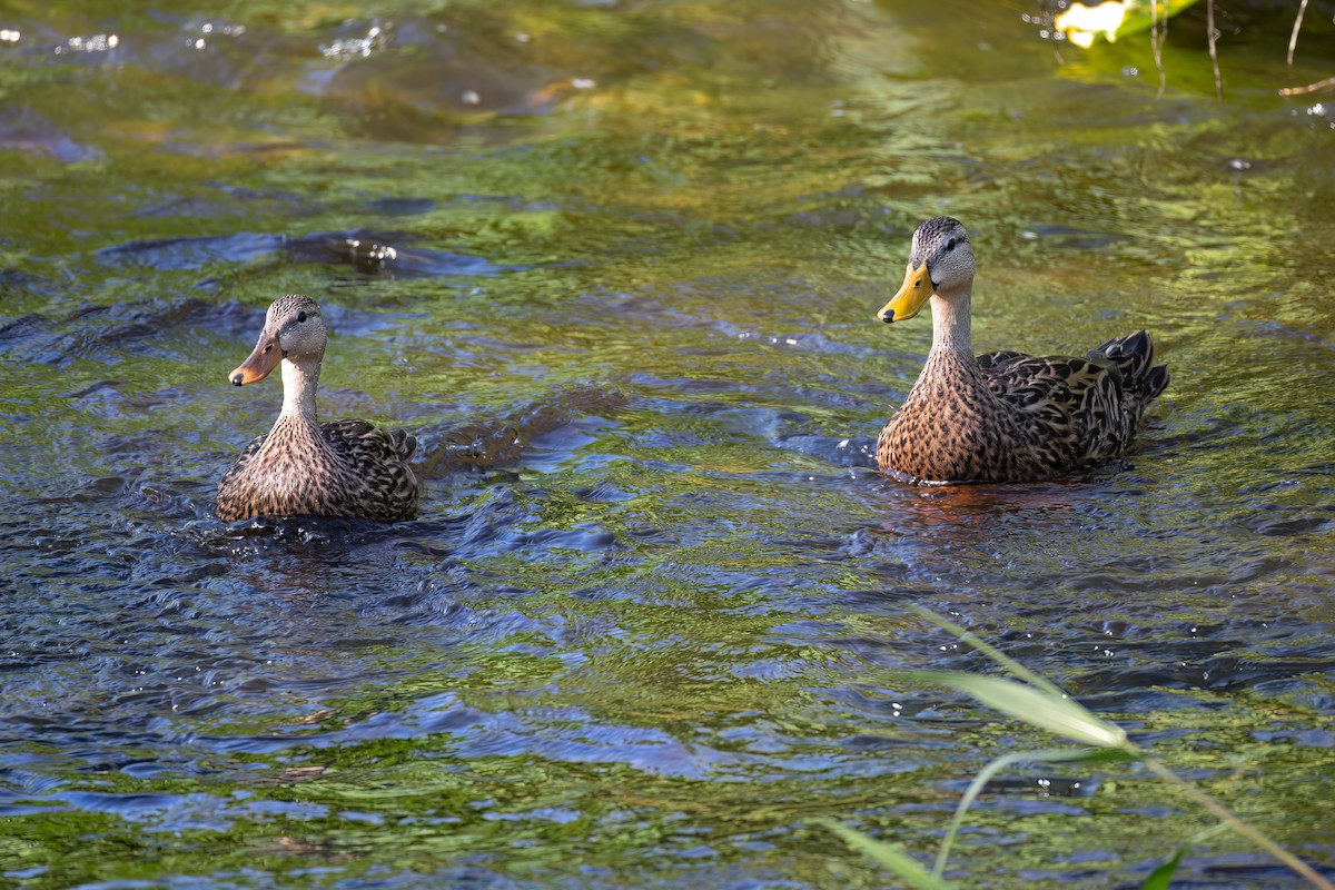 Mottled Duck (Florida) - ML641927933