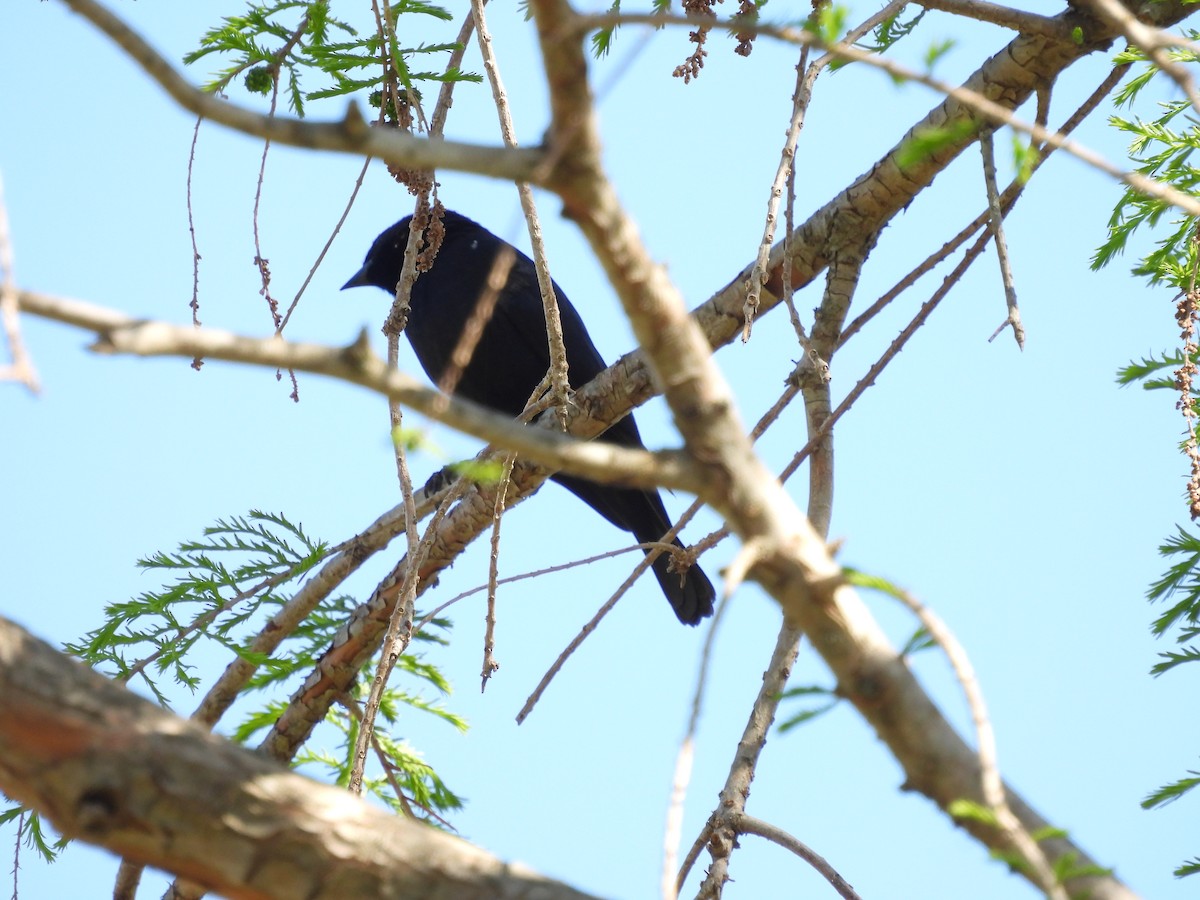 Screaming Cowbird - ML641927934