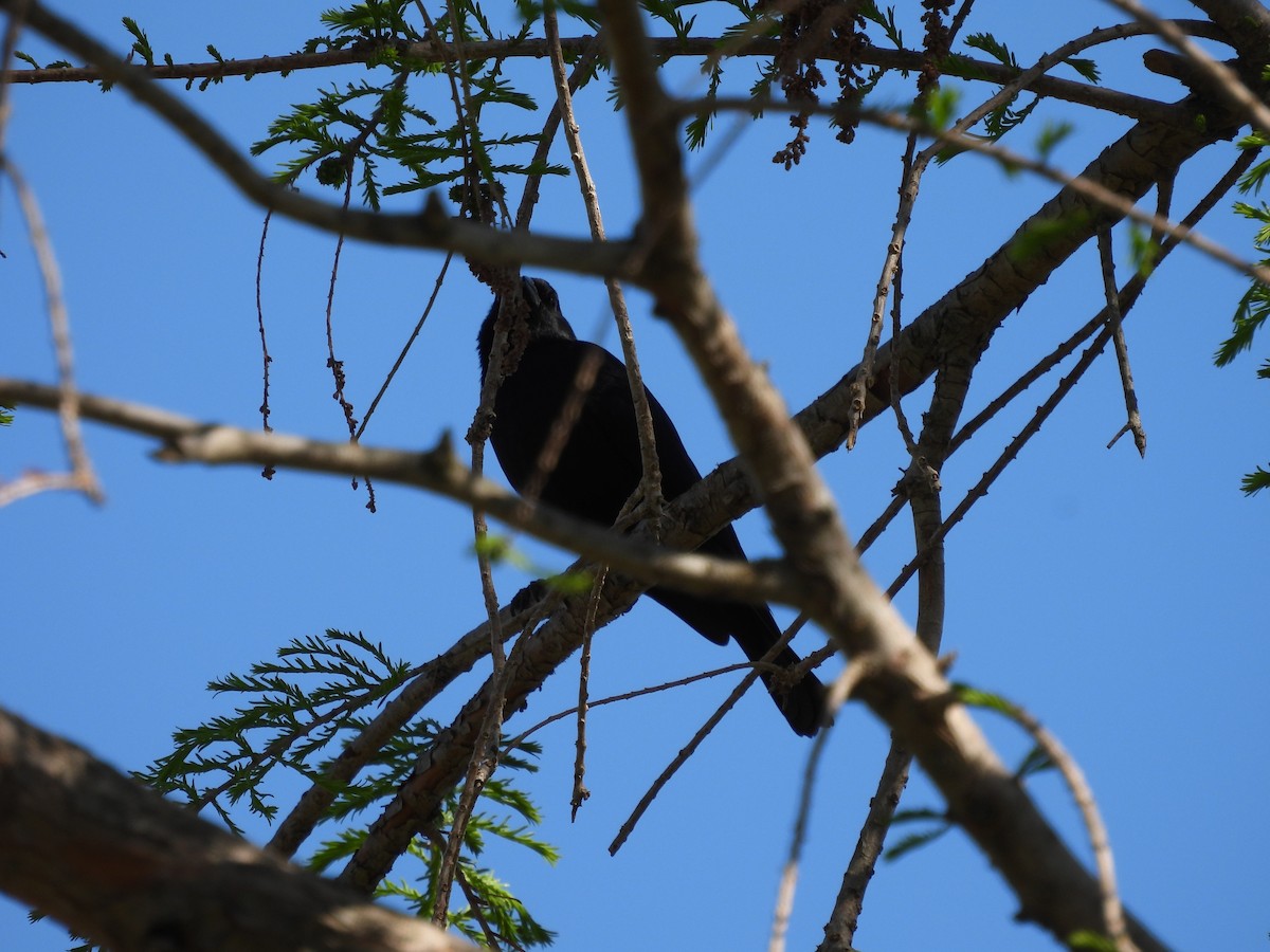 Screaming Cowbird - ML641927935