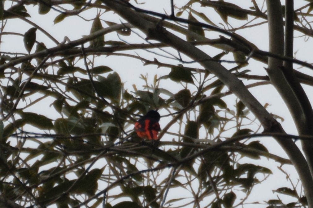Scarlet Minivet - ML641927938