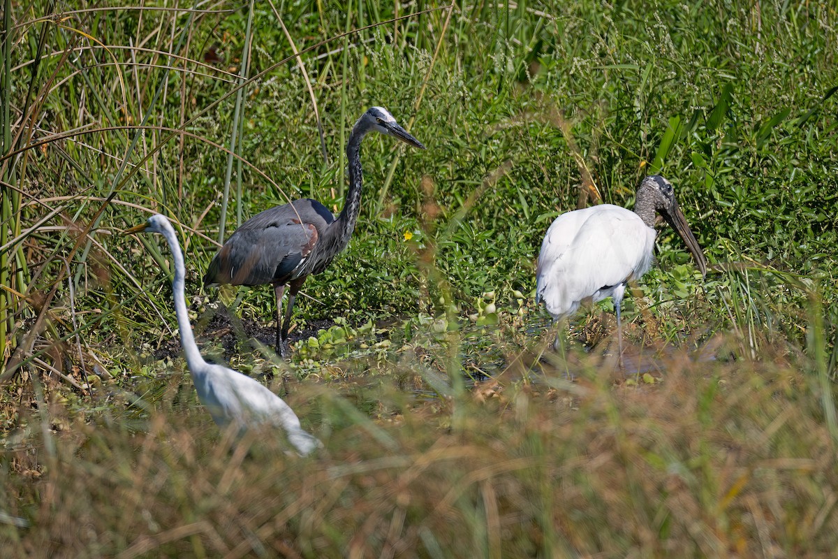 Wood Stork - ML641927939