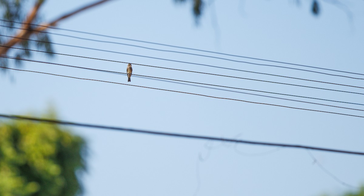 Western Wood-Pewee - ML641927940