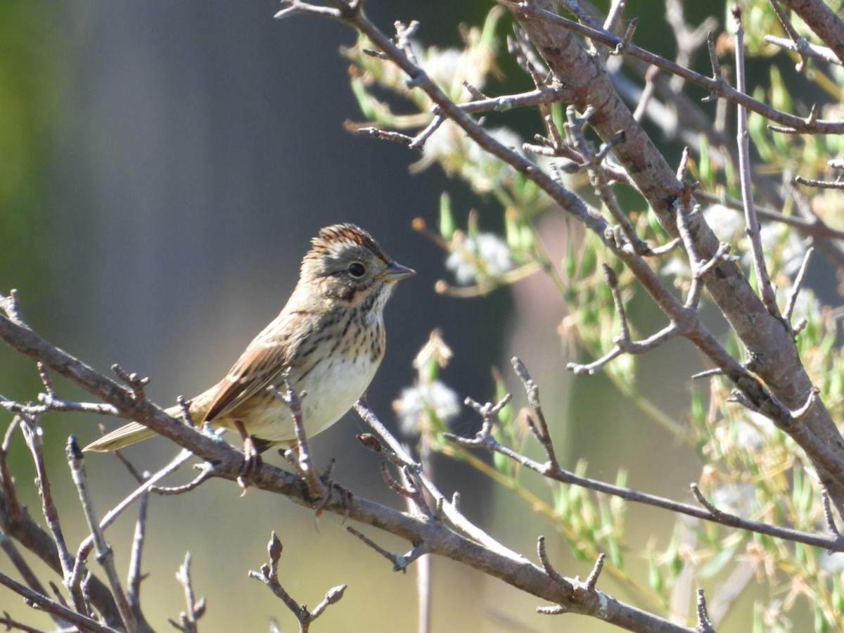 Lincoln's Sparrow - ML641927941