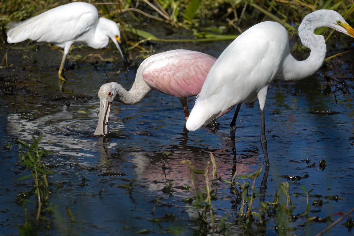Snowy Egret - ML641927943