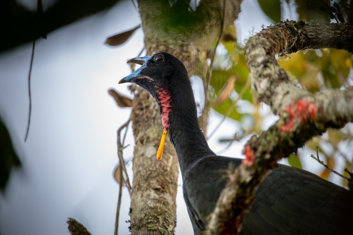 Wattled Guan - ML641927948