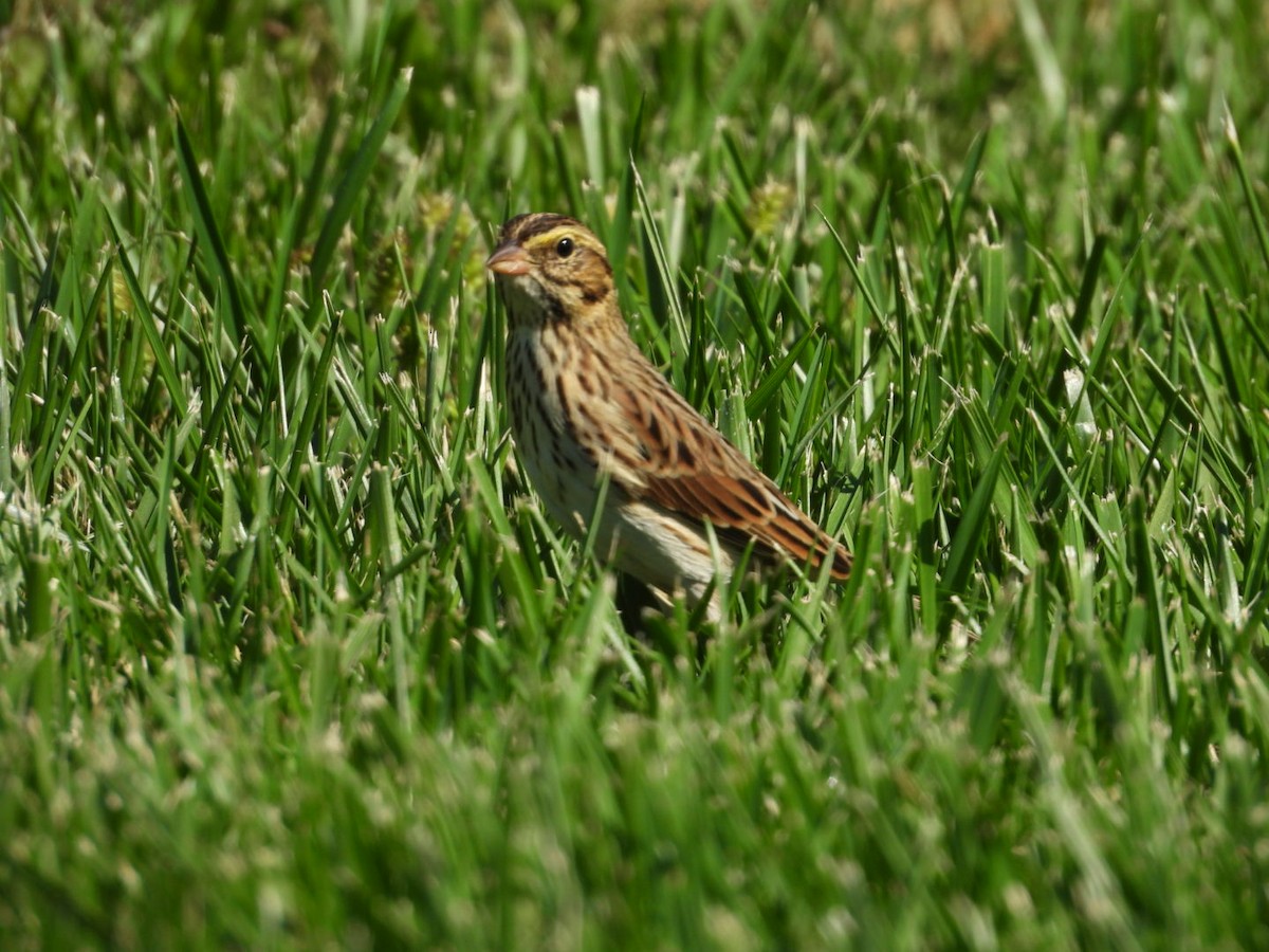 Savannah Sparrow - ML641927953