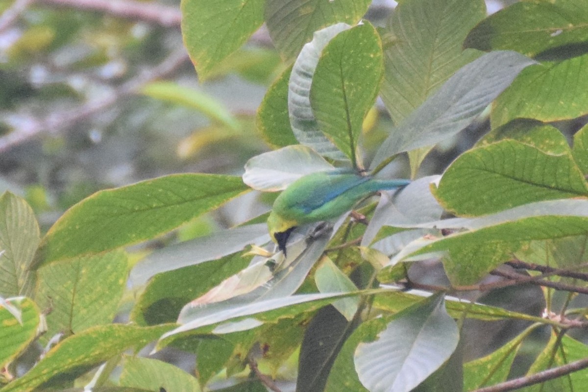 Blue-winged Leafbird - ML641927981