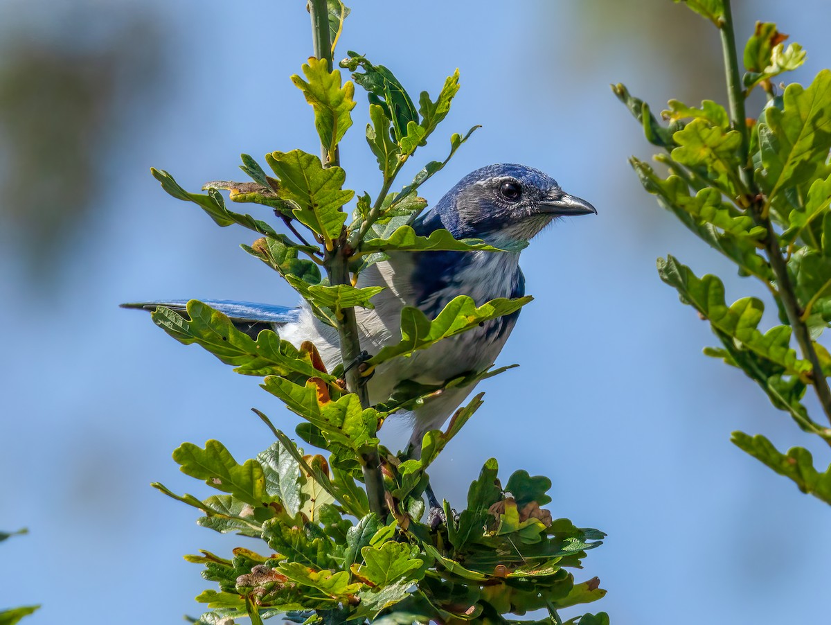 California Scrub-Jay - ML641927984