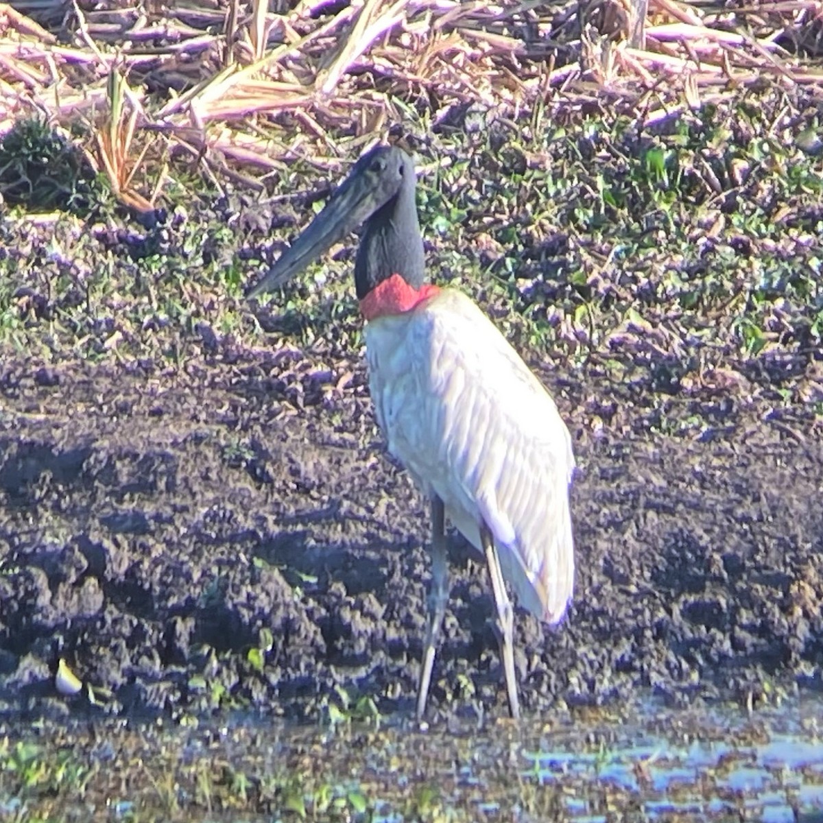 Jabiru - ML641927986