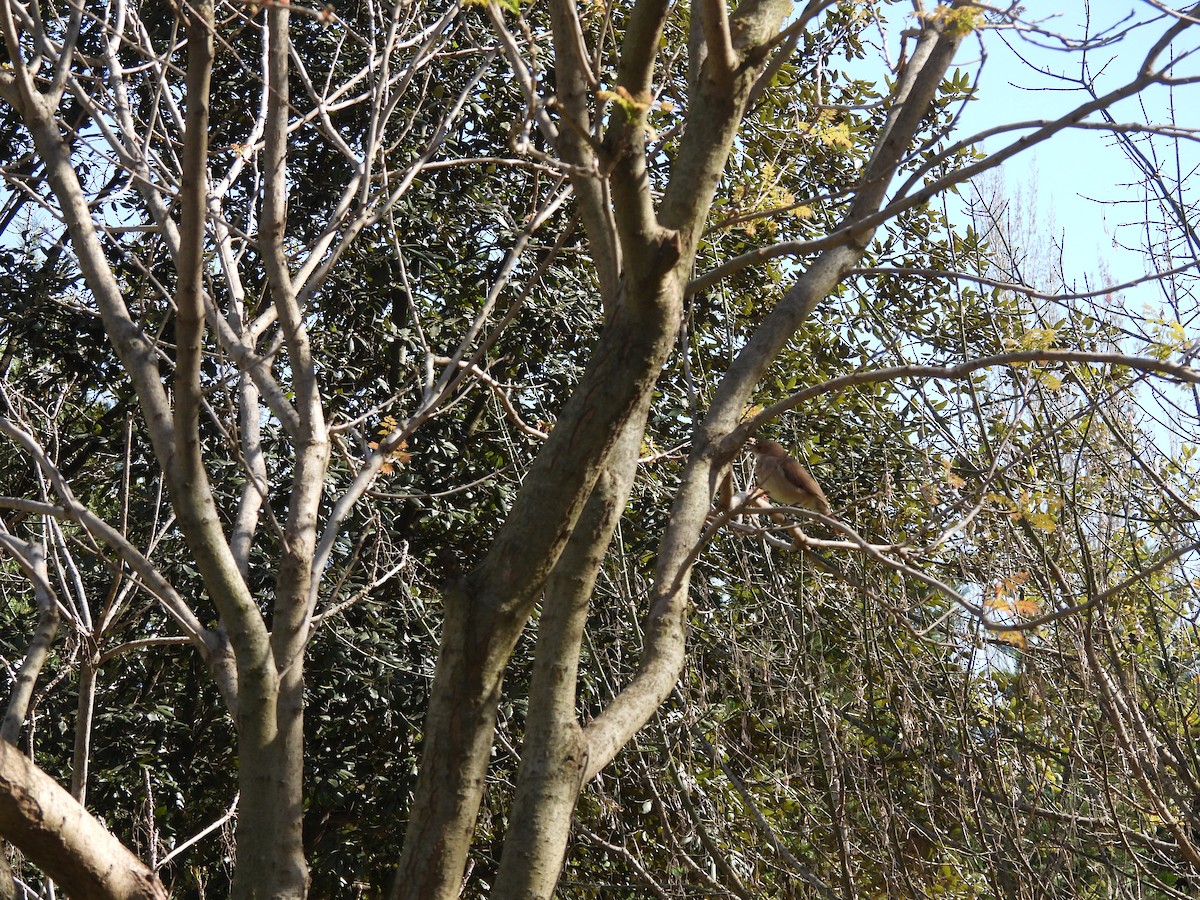 Rufous Hornero - ML641927997