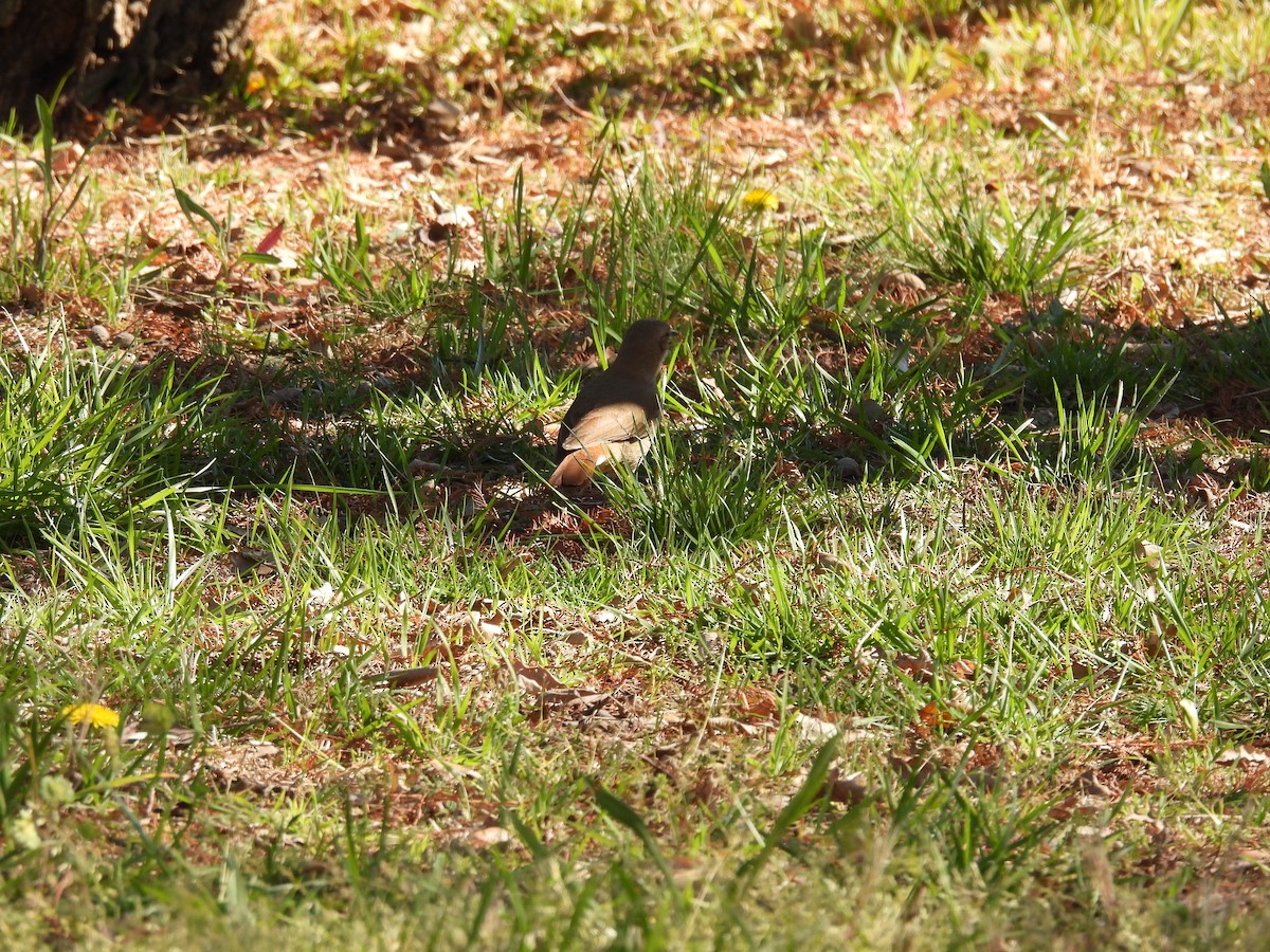 Rufous Hornero - ML641927998