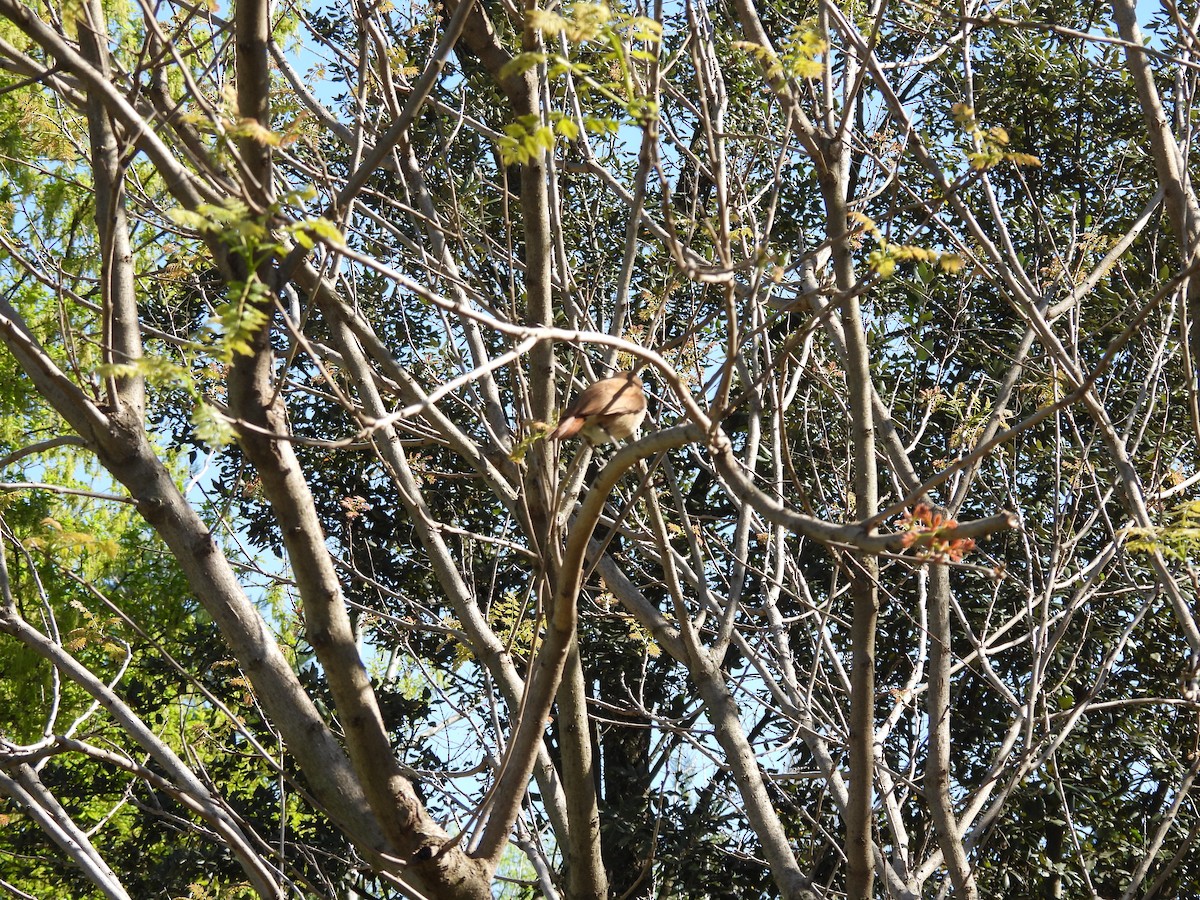 Rufous Hornero - ML641927999