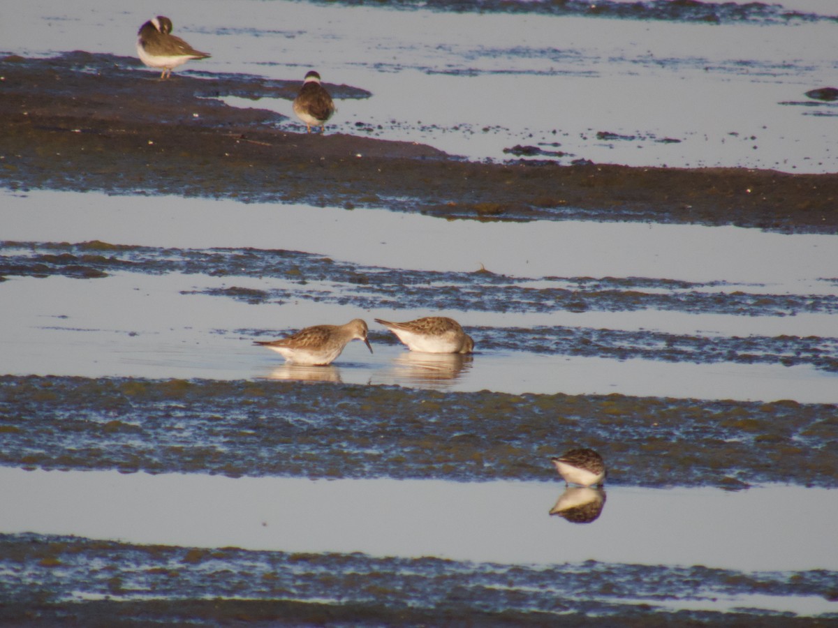 Weißbürzel-Strandläufer - ML641928061
