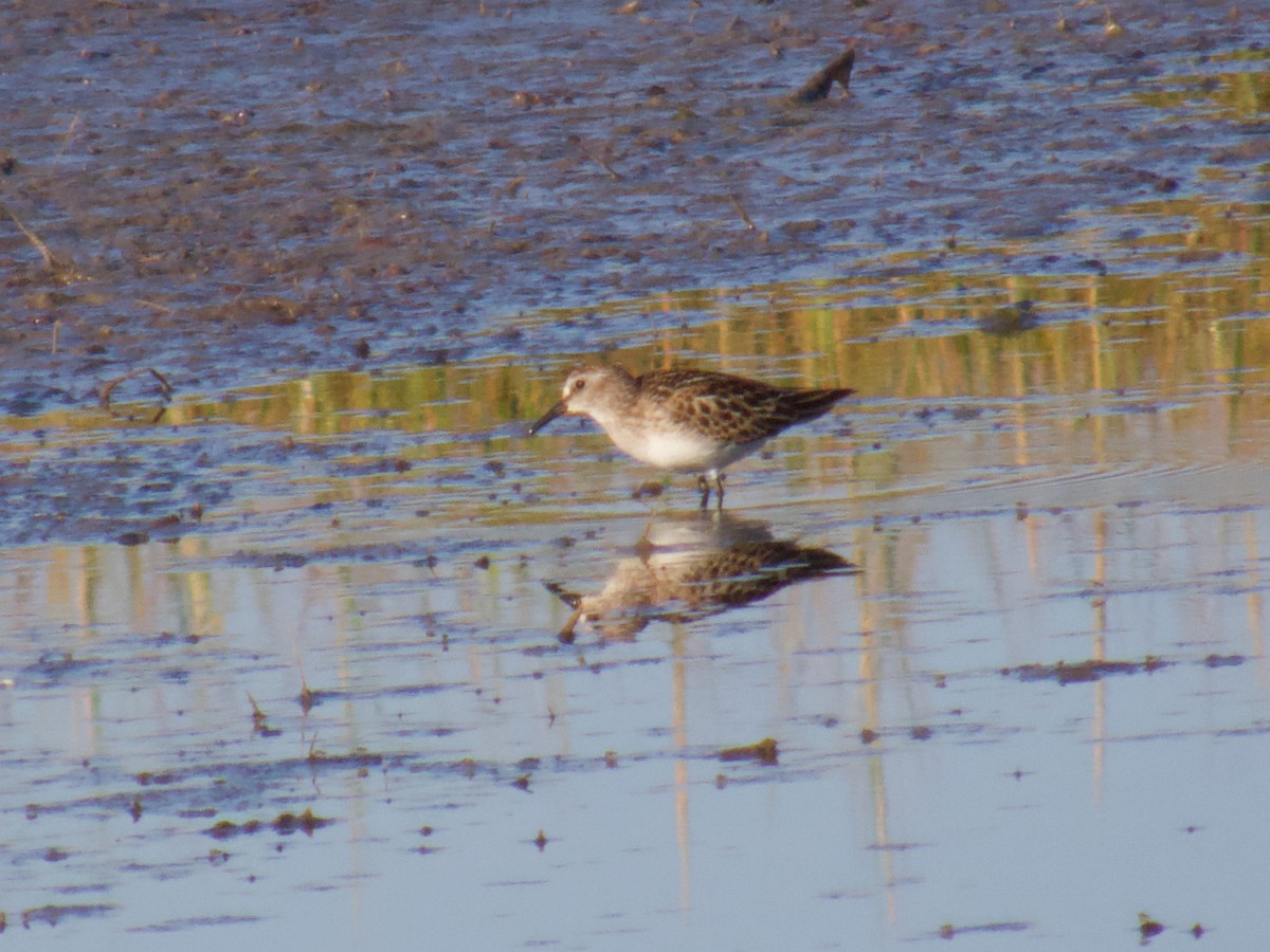 Least Sandpiper - ML641928064