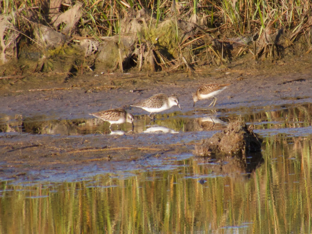 Least Sandpiper - ML641928065