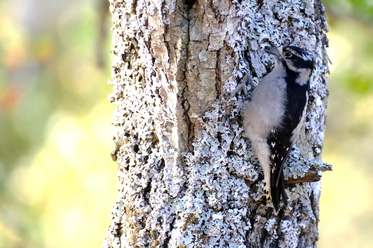 Downy Woodpecker - ML641928077