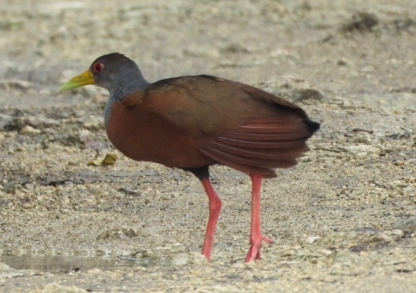 Gray-cowled Wood-Rail - ML641928089