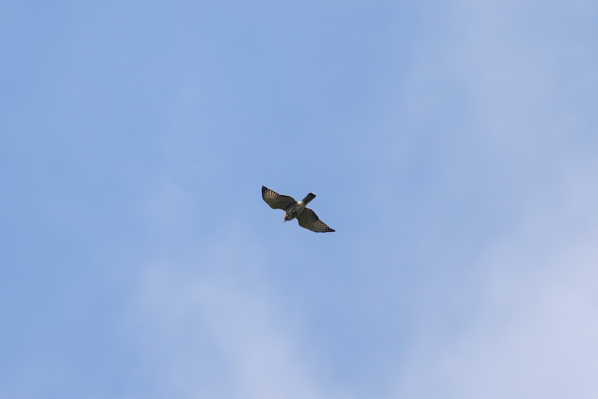 Broad-winged Hawk - ML641928135