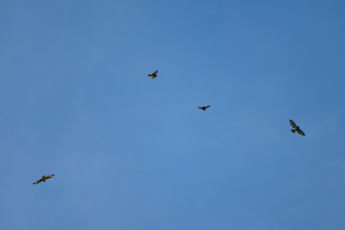 Broad-winged Hawk - ML641928136