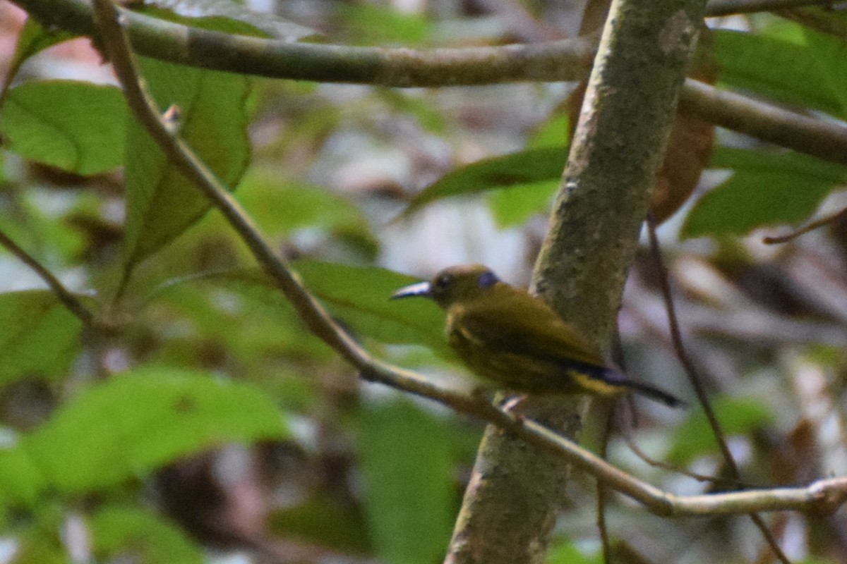Purple-naped Spiderhunter - ML641928140