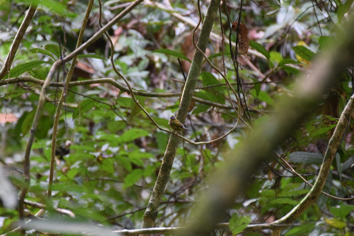 Purple-naped Spiderhunter - ML641928162
