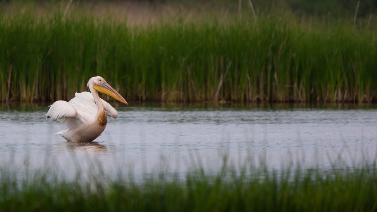 Great White Pelican - ML641928168