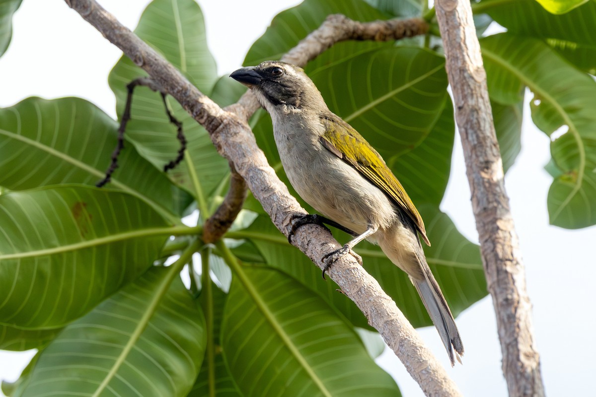 Buff-throated Saltator - ML641928175